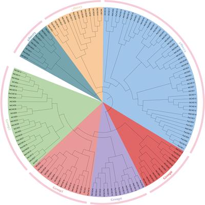 Comprehensive analysis of the carboxylesterase gene reveals that NtCXE22 regulates axillary bud growth through strigolactone metabolism in tobacco